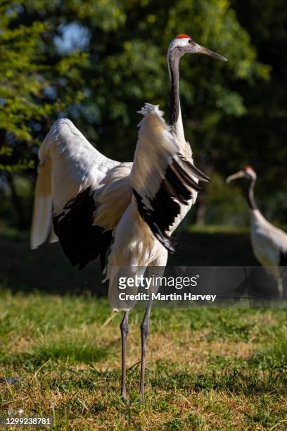 stunningly beautiful red-crowned crane with outstretched wings - grulla coronada fotografías e imágenes de stock