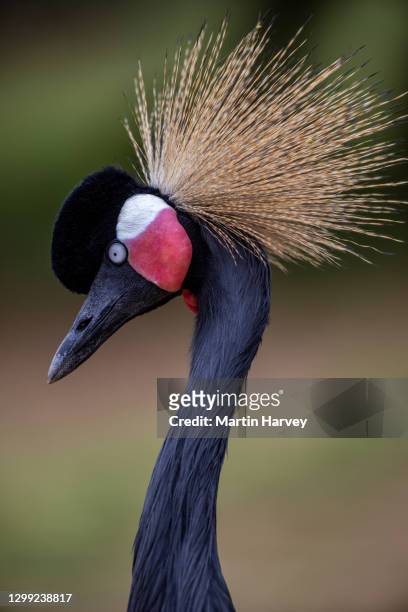 close-up portrait of a stunningly beautiful black crowned crane looking at camera - grulla coronada fotografías e imágenes de stock