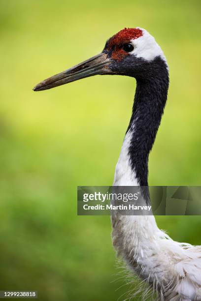 close-up portrait of a stunningly beautiful red-crowned crane - grulla coronada fotografías e imágenes de stock