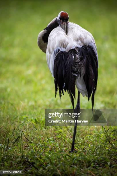 stunningly beautiful red-crowned crane standing on one leg preening - grulla coronada fotografías e imágenes de stock