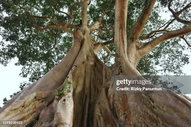 bayan ancient tree, tabanan, bali indonesia - banyan tree stock pictures, royalty-free photos & images