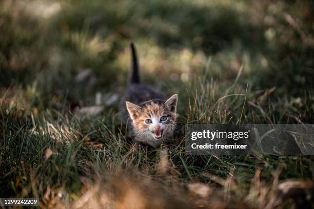 klein katje op gras in achtertuin - miauwen stockfoto's en -beelden