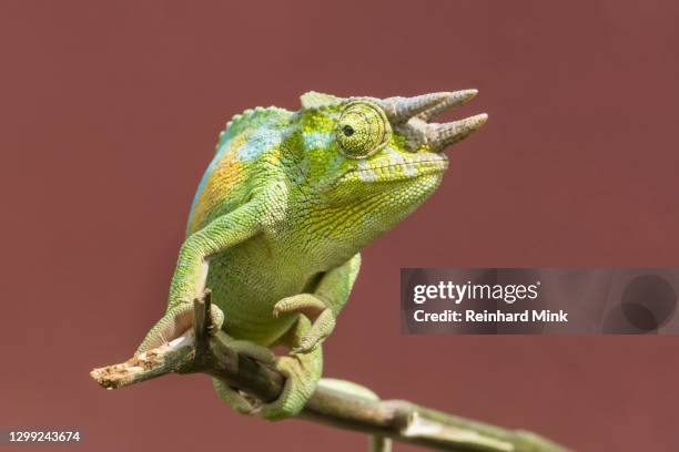 jacksons chameleon - jacksons chameleon stock pictures, royalty-free photos & images