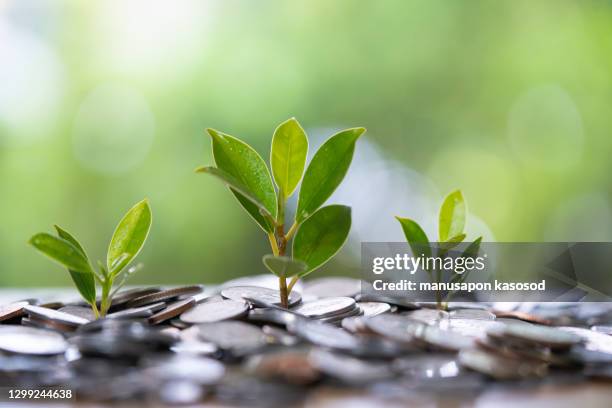 financial growth concept. - money growth stock-fotos und bilder