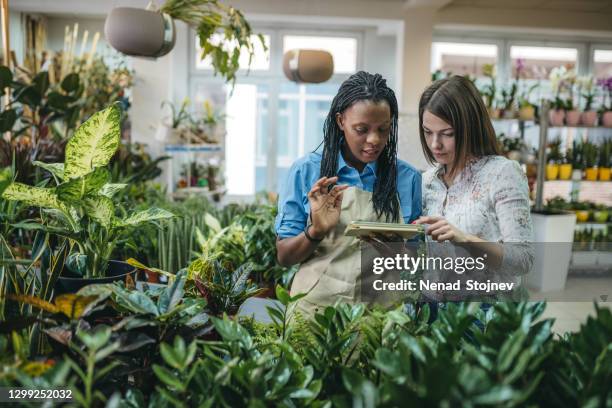 qué maceta elegir - centro de jardinería fotografías e imágenes de stock