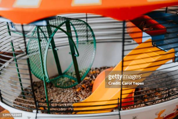 empty hamster cage with green hamster wheel - djungarian hamster stock pictures, royalty-free photos & images