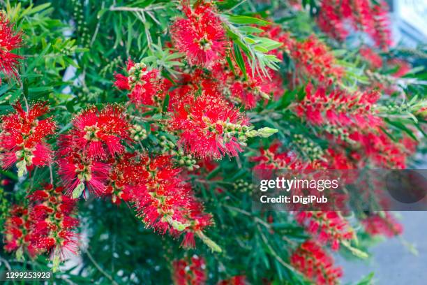 bottlebrush, callistemon speciosus - bottlebrush stock pictures, royalty-free photos & images