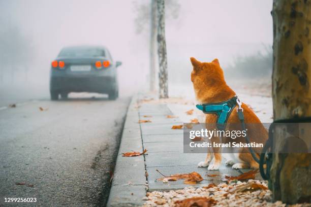 shiba inu breed dog tied on a tree in the street while being abandoned by its owner in a car. - perros abandonados fotografías e imágenes de stock