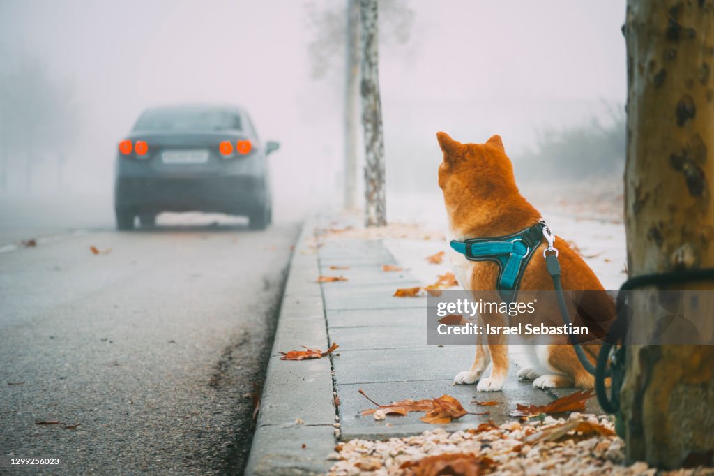 Shiba inu breed dog tied on a tree in the street while being abandoned by its owner in a car.