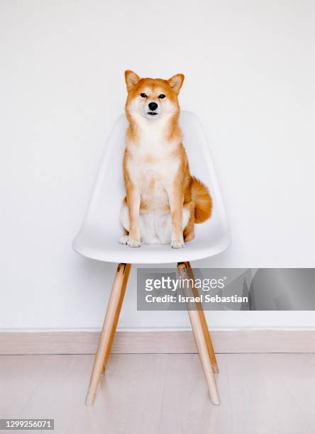 frontal portrait of a shiba inu dog on a white chair with a white background. - cute shiba inu puppies stock pictures, royalty-free photos & images