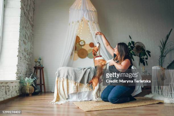 the girl feeds the dog at home near the bed. - full size stock-fotos und bilder