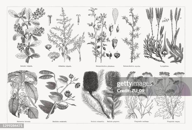 useful and medicinal plants, wood engravings, published in 1893 - banksia stock illustrations