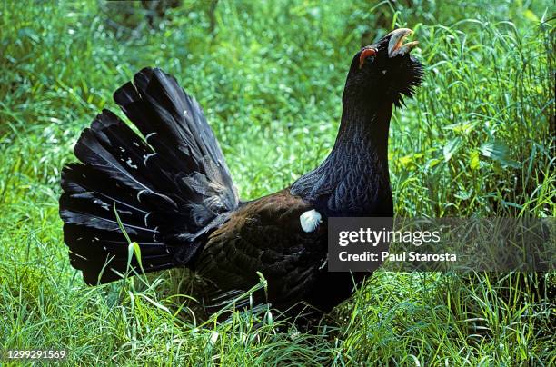 tetrao urogallus (western capercaillie, wood grouse, capercaillie) - displaying - tetrao urogallus stock pictures, royalty-free photos & images