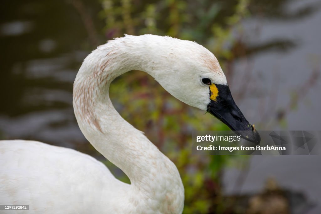 Portrait of the beautiful Tundra Swan also known as the Whistling Swan