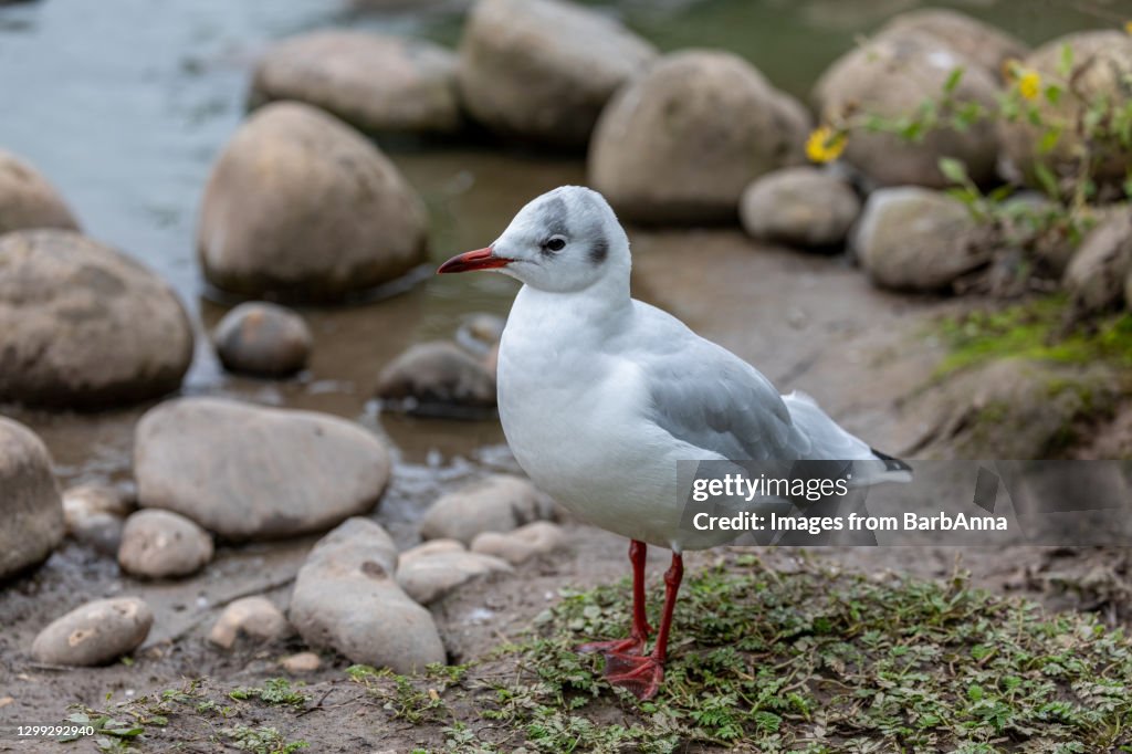 Black Headed Gull in Winter Plumage standing at the water's edge