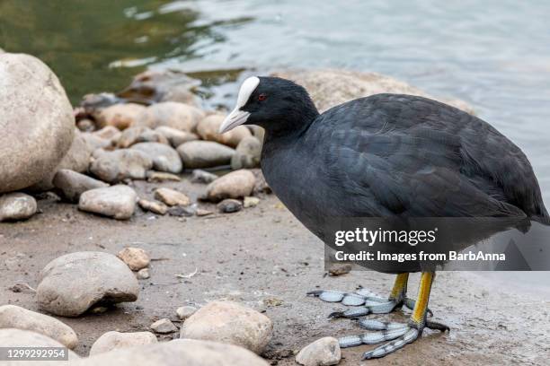 eurasian or common coot looking for food amongst the stones at the water's edge - coot stock pictures, royalty-free photos & images