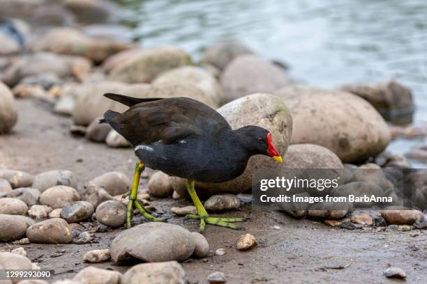 common moorhen walking amongst stones and pebbles close to the water's edge - moorhen stock pictures, royalty-free photos & images