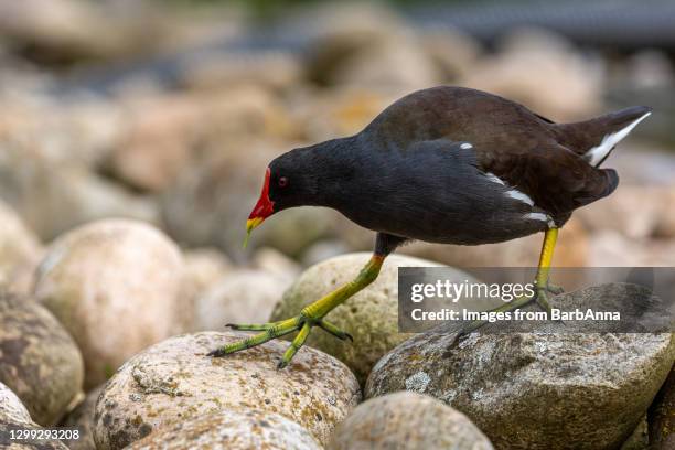 common moorhen searching for food amongst the pebbles and stones close to the water's edge - moorhen stock pictures, royalty-free photos & images