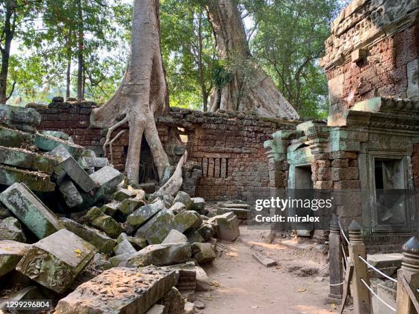 giant tree roots growing over ta prohm temple, angkor wat, cambodia - angkor wat stock pictures, royalty-free photos & images
