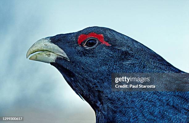 tetrao urogallus (western capercaillie, wood grouse, capercaillie) - portrait - tetrao urogallus stock pictures, royalty-free photos & images