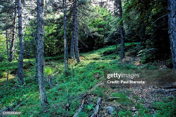 tetrao urogallus (western capercaillie, wood grouse, capercaillie) - biotope - tetrao urogallus stock pictures, royalty-free photos & images