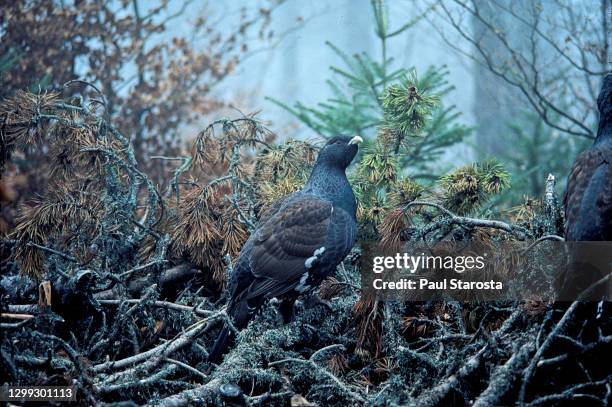 tetrao urogallus (western capercaillie, wood grouse, capercaillie) - tetrao urogallus stock pictures, royalty-free photos & images