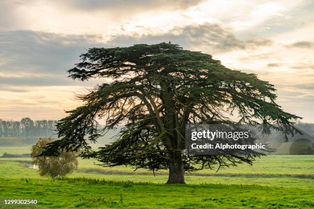 cedar tree in the mist - cedar tree stock pictures, royalty-free photos & images