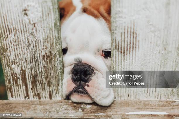 cute english bulldog puppy peering over a wooden fence - behavioral enrichment stock-fotos und bilder