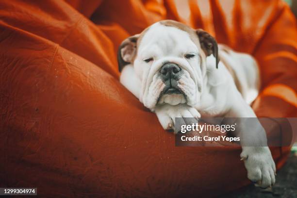 cute english bulldog sleeping - dog lying down stock pictures, royalty-free photos & images