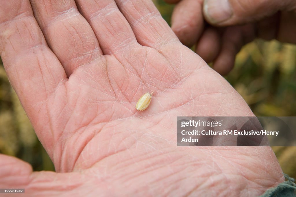 Close up of farmer examining wheat grain