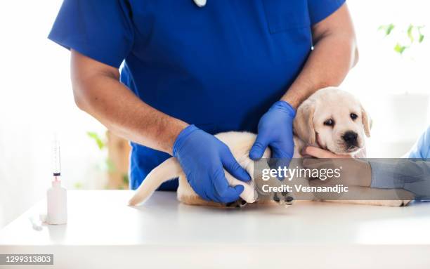 puppy at veterinarian office - needle injury stock pictures, royalty-free photos & images
