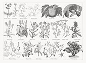 Useful and medicinal plants, wood engravings, published in 1893