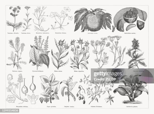 useful and medicinal plants, wood engravings, published in 1893 - brazil nuts stock illustrations