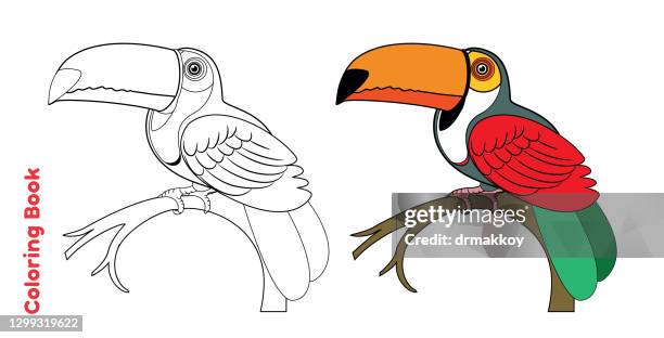 ilustrações de stock, clip art, desenhos animados e ícones de coloring book and toucan - livro de colorir