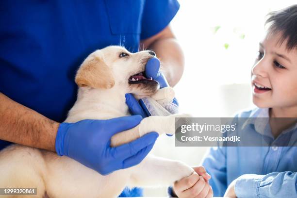 puppy at veterinarian office - needle injury stock pictures, royalty-free photos & images