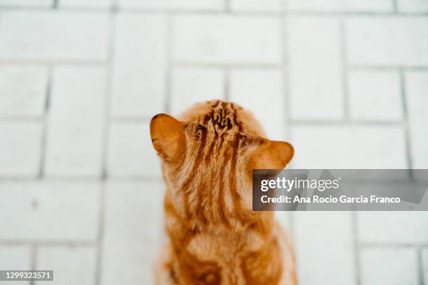 a domestic ginger cat outdoors - cat back stock pictures, royalty-free photos & images