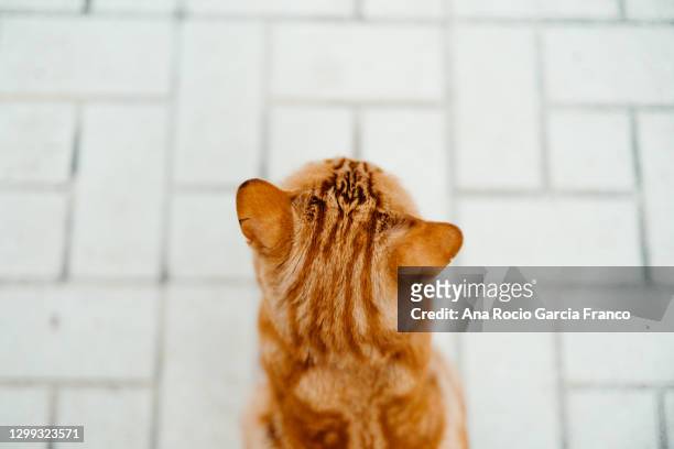 a domestic ginger cat outdoors - cat behind imagens e fotografias de stock