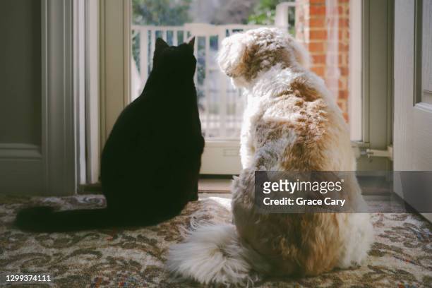 rear view of cat and dog at door looking outside - cat back stock pictures, royalty-free photos & images