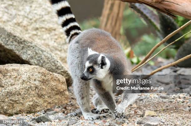 ring-tailed lemur - ring tailed lemur stock pictures, royalty-free photos & images