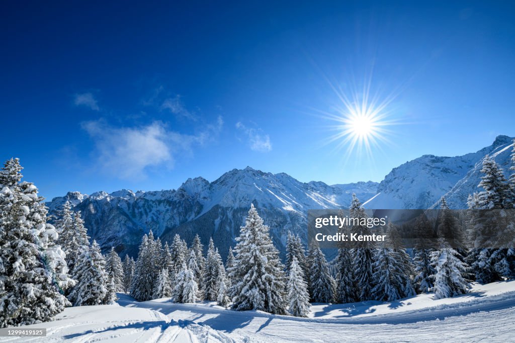 Snowcapped trees in ski resort at winter morning