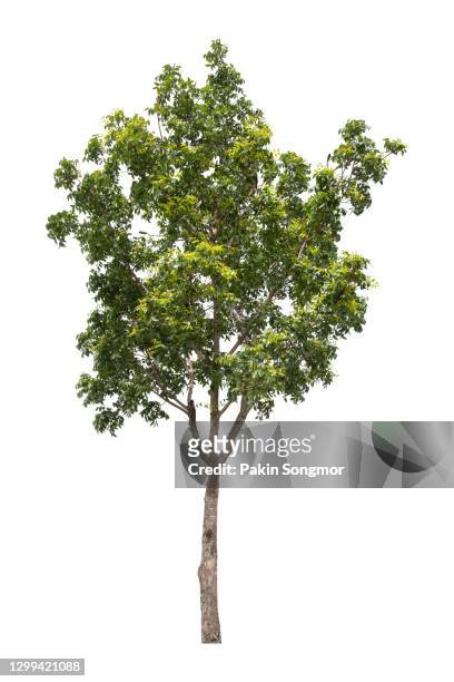 large green tree isolated on white background. - silva stock pictures, royalty-free photos & images