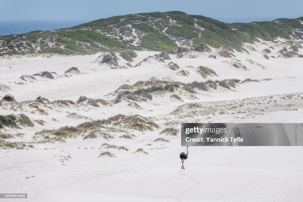 Wild Ostrich walking through sand dunes in the Cape of Good Hope Nature Reserve