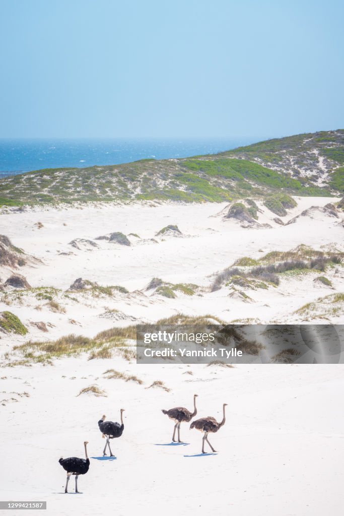 Wild Ostrich walking through sand dunes in the Cape of Good Hope Nature Reserve
