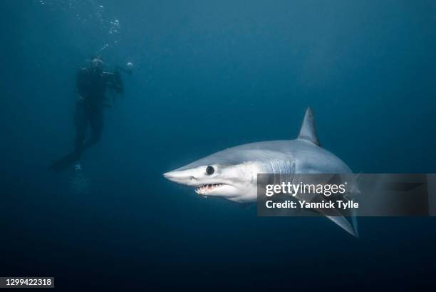 pelagic mako shark at western cape - mako stock pictures, royalty-free photos & images