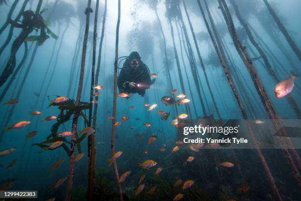 scuba diver in a kelp forest in false bay, south africa - choicepix photos et images de collection