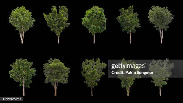 collections big green tree isolated on black background. - einzelveranstaltung stock-fotos und bilder