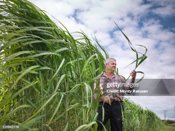 farmer inspecting biomass fuel 'miscanthus' for burning in power station - biomasse stock-fotos und bilder