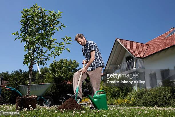 man planting tree in backyard - digging bildbanksfoton och bilder