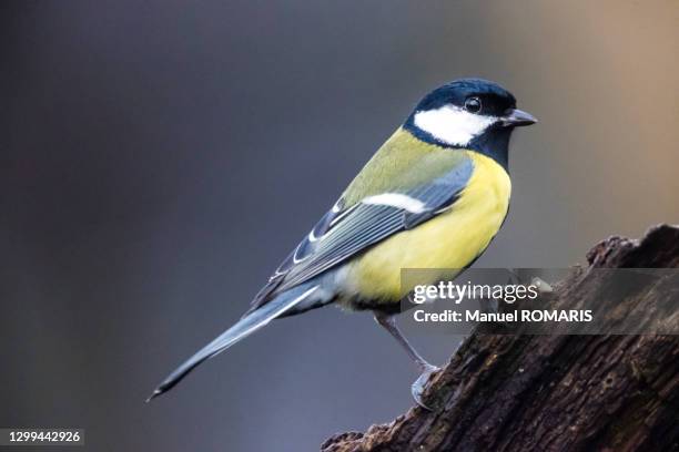Great Tit Photos And Premium High Res Pictures Getty Images great-tit-photos-and-premium-high-res-pictures-getty-images