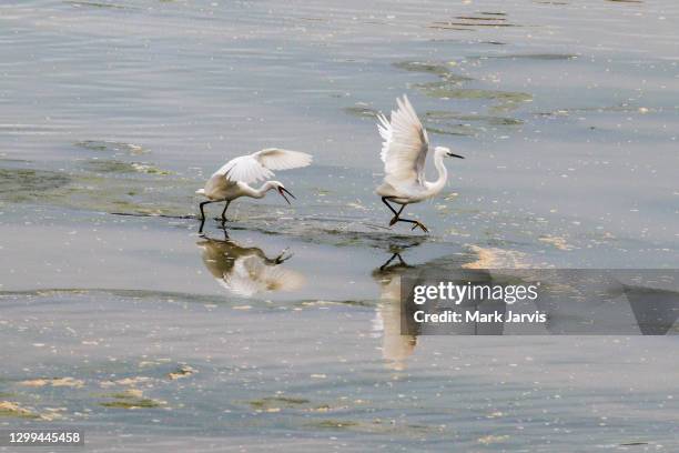 little egrets fighting - sovereign harbour eastbourne with reflections at low tide - little egret (egretta garzetta) stock pictures, royalty-free photos & images
